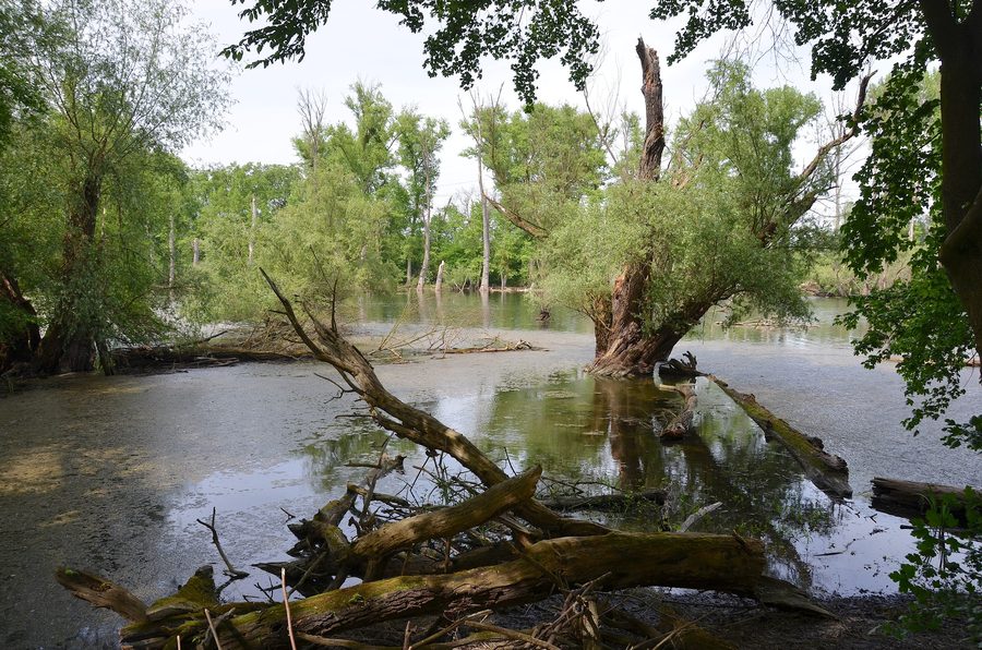 Altrheinlandschaft im Naturschutzgebiet Kleiner Bodensee bei Philippsburg