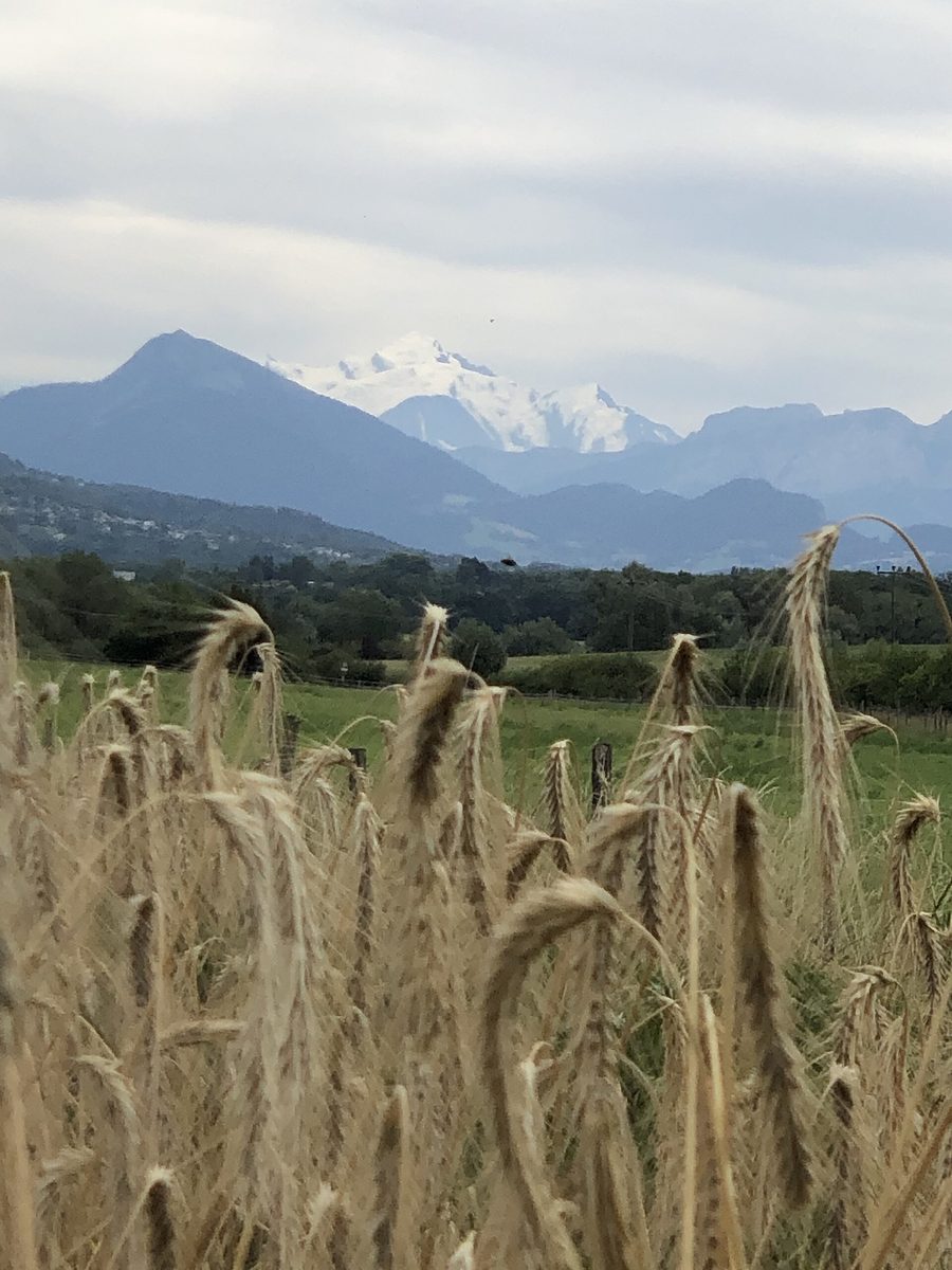 Campo di grano svizzero nel paesaggio rurale ginevrino con vista sul Monte Bianco