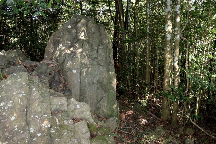 Foresta pluviale su basalto a Mount Tomah