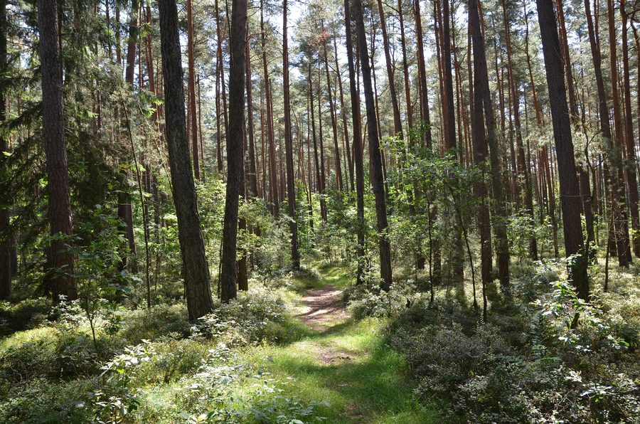 Weißmoos-Kiefernwald im Lorenzer Reichswald bei Winkelhaid