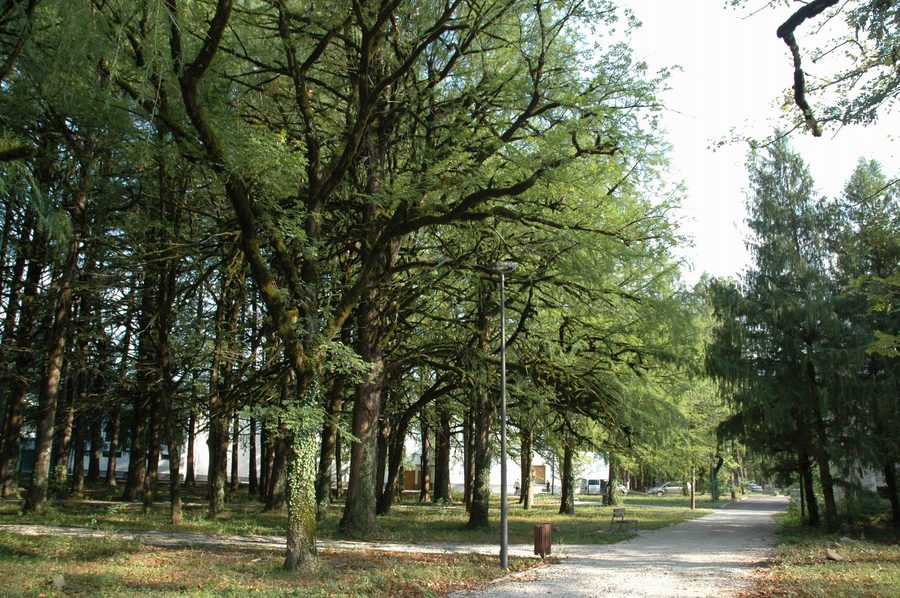 Sentiero attraverso il fitto parco centrale di Tskaltubo