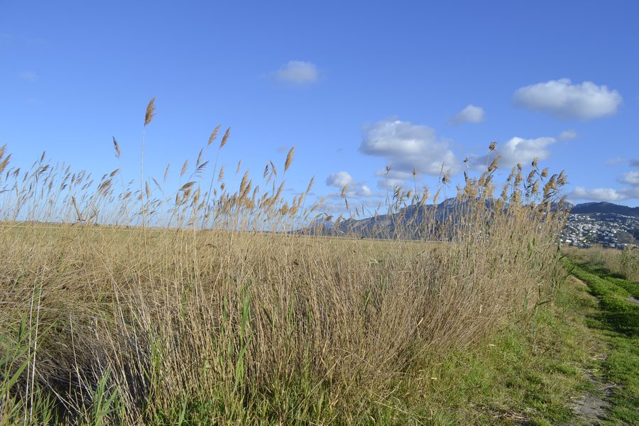Paesaggio del parco naturale Marjal de Pego-Oliva