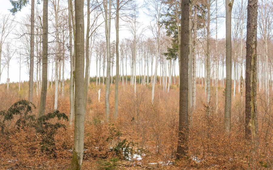 Bewaldete Landschaft im Hallenberger Wald bei Hallenberg