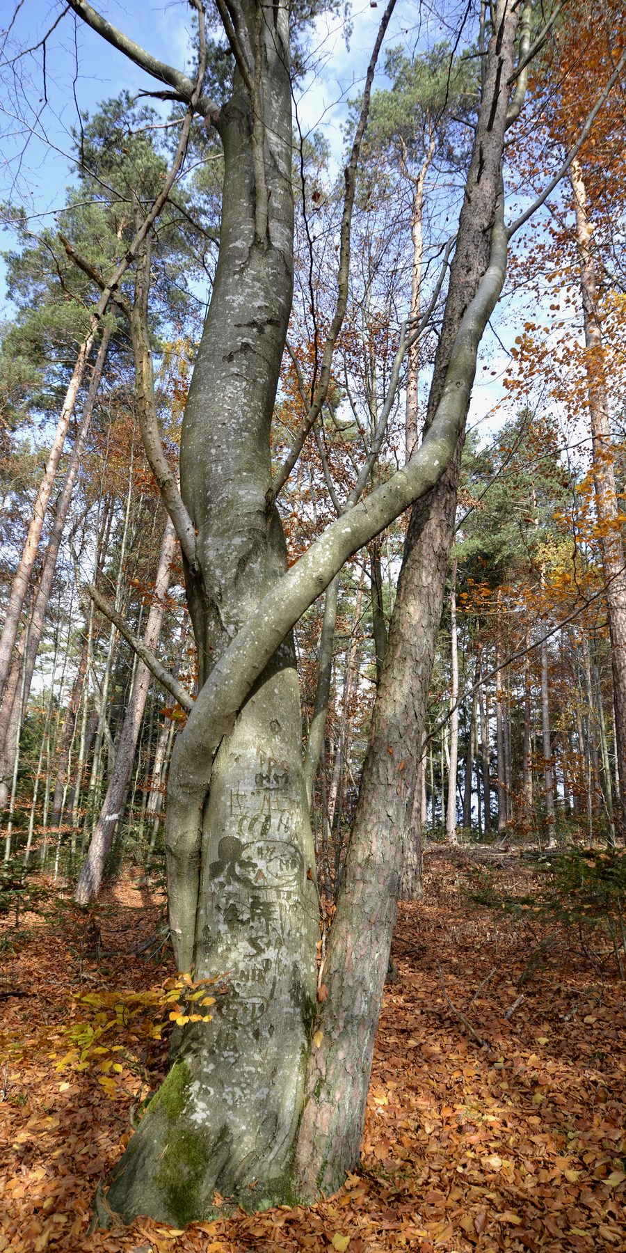 Paesaggio forestale della Foresta Bavarese presso Solla e Saldenburg