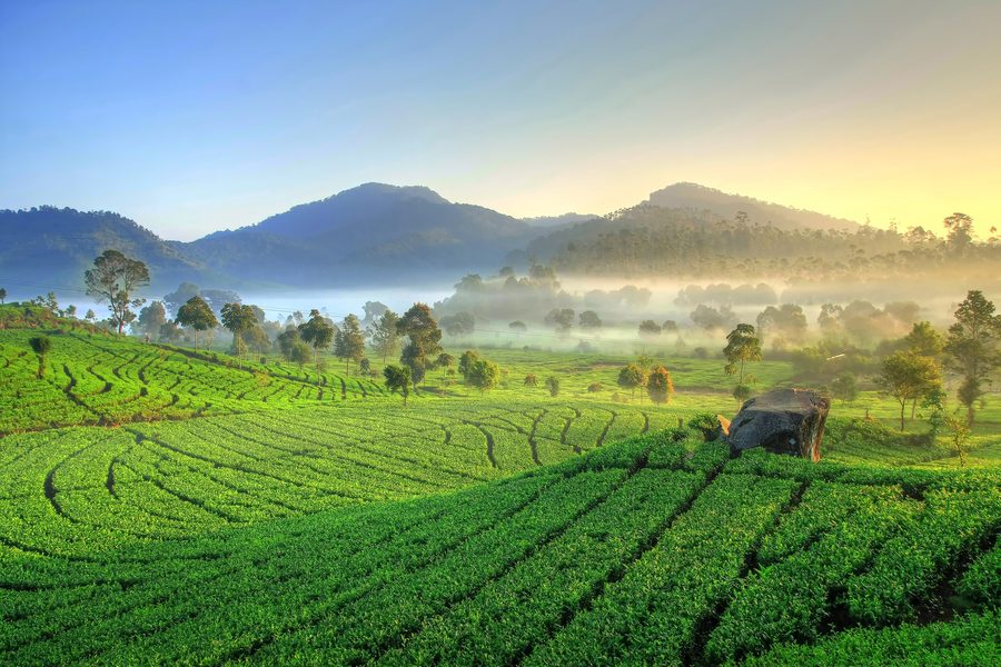 Piantagione di tè a Rancabali, Kabupaten Bandung, Jawa Barat