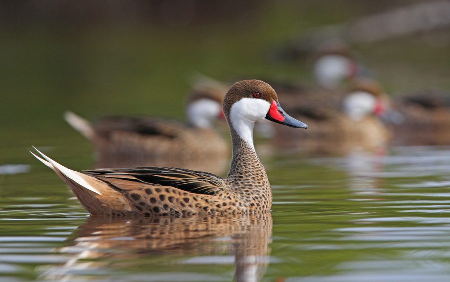White-cheeked Pintail at Crossing Rocks, South Abaco, Bahamas