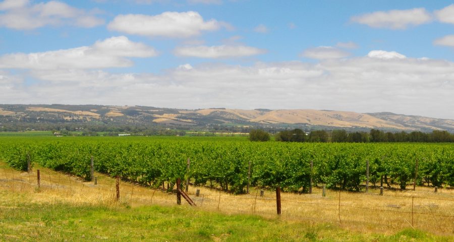 Paesaggio vitivinicolo nella regione di McLaren Vale