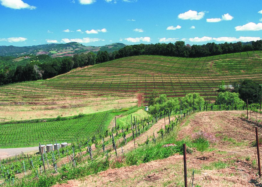 Vigneti collinari nella Contea di Sonoma, California