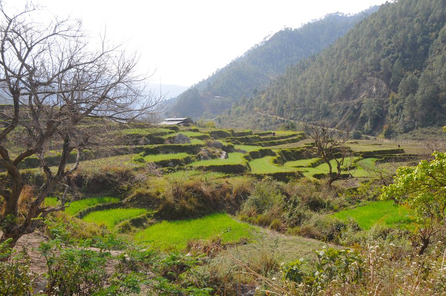 Paesaggio nella valle di Punakha