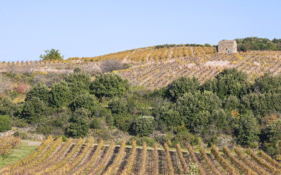 File:Vineyards in Faugères 01.jpg