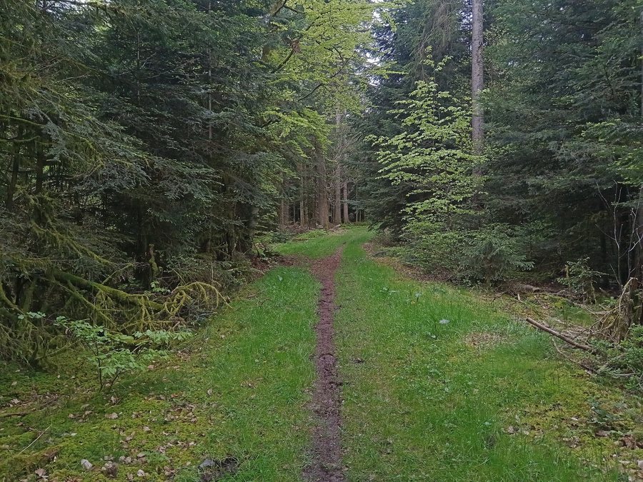 File:Bois de Colroy-la-Roche 02.jpg