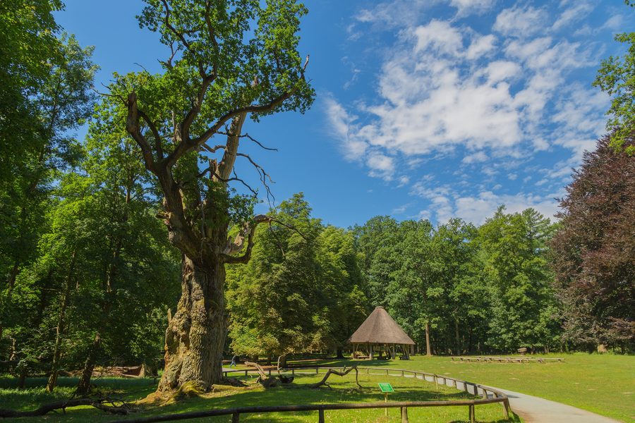 Eine mächtige alteiche im Ivenacker Tiergarten bei Ivenack
