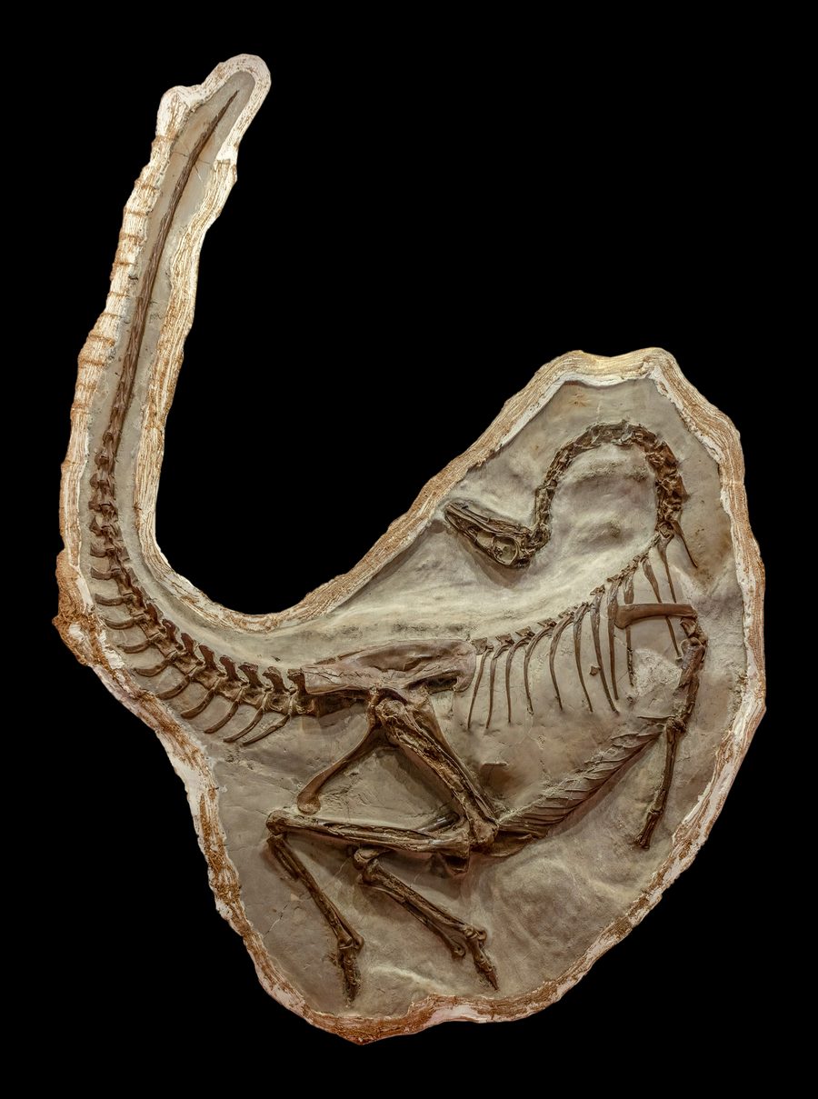 Fossile di Ornithomimus nel Royal Tyrrell Museum di Drumheller