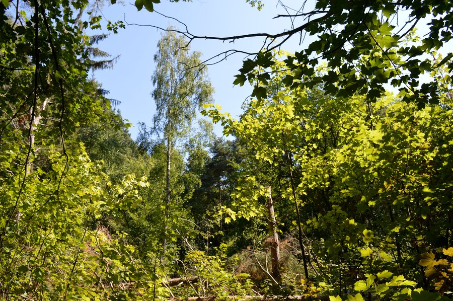 File:LSG Harz (Landkreis Goslar) - Zwischen Astfeld und Goslar (16).jpg