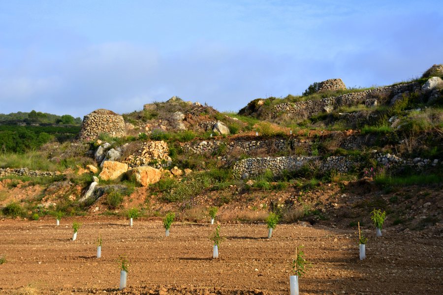 File:Pedra seca i presseguers, Sant Pau d'Ordal, Subirats. (26987338940).jpg