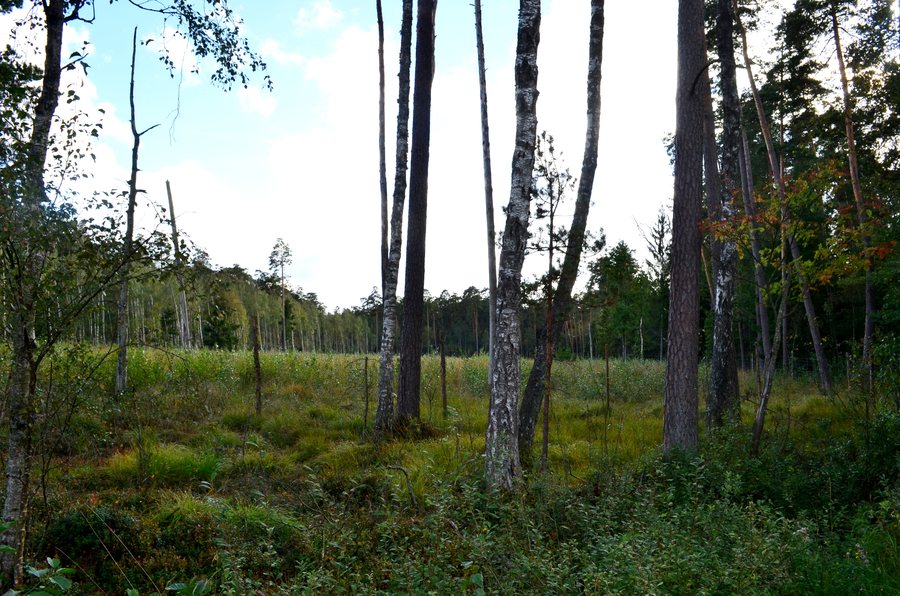 Kintų miškas, 2