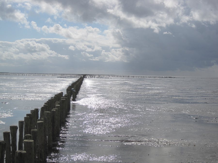 File:Wadden Sea (land reclamation) near Pieterburen, the Netherlands.jpg