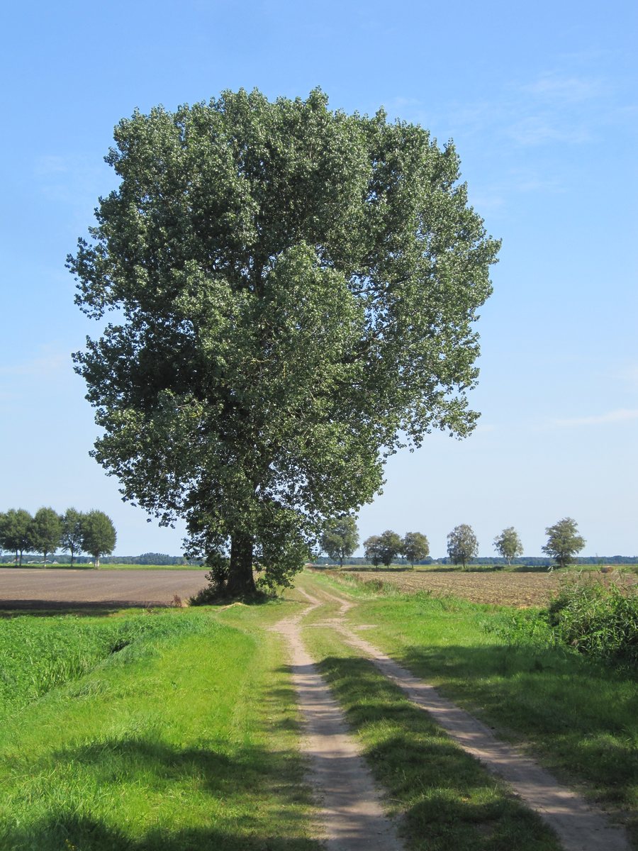File:7875 Exloo, Netherlands - panoramio.jpg