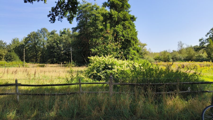 File:Japanese Knotweed Japanse duizendknoop Koolweg Helenaveen Deurne.jpg