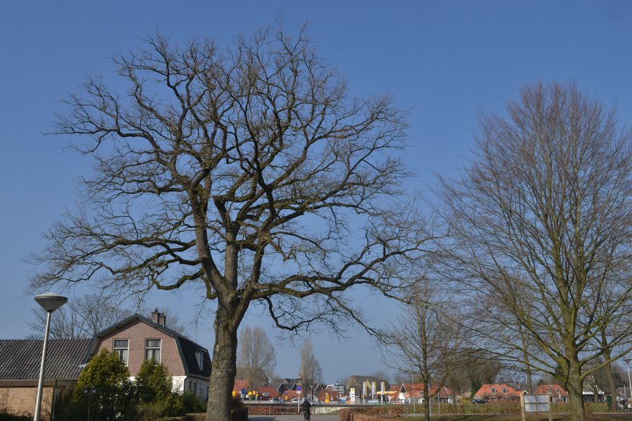 File:Boom in Ommen (136FJAKA 3354) - Flickr - Janko Hoener.jpg
