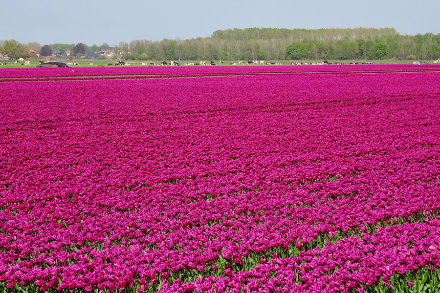 File:20190424 tulpenveld Drouwenermond.jpeg