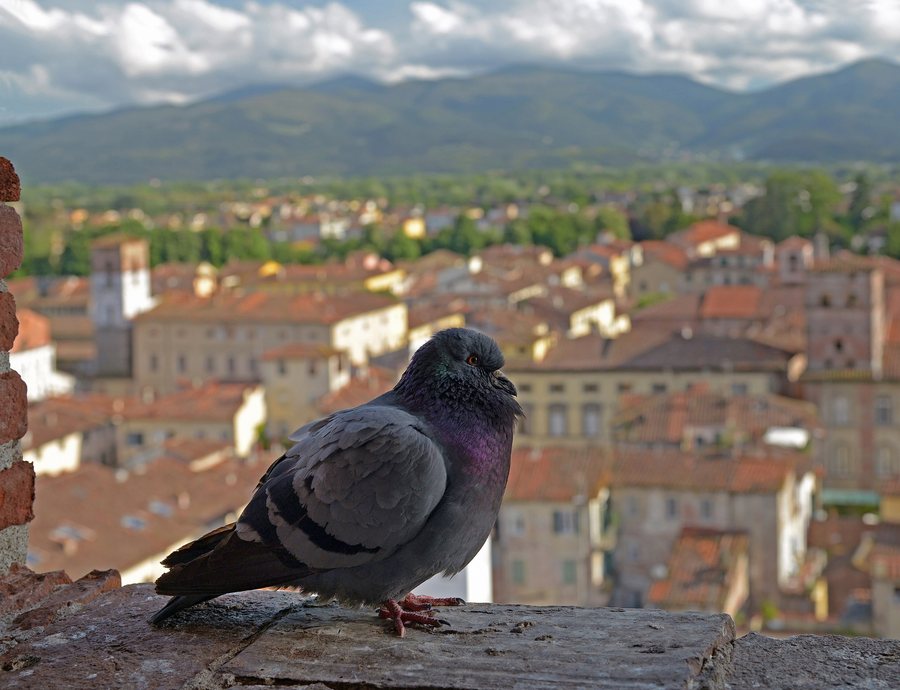 File:From Torre Guinigi. Lucca, Italy.jpg