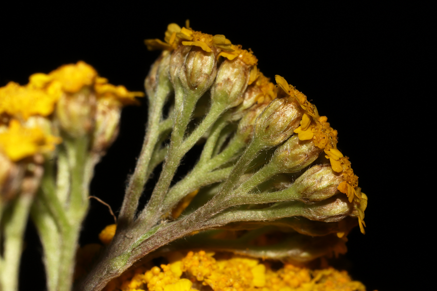 File:Achillea tomentosa (Mioglia, Italy) - 1.png