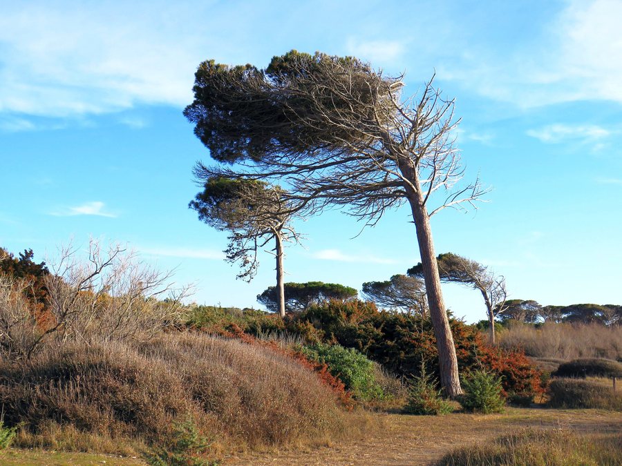 File:Sea pines disheveled by the wind in Vada - Rosignano Maritime.jpg