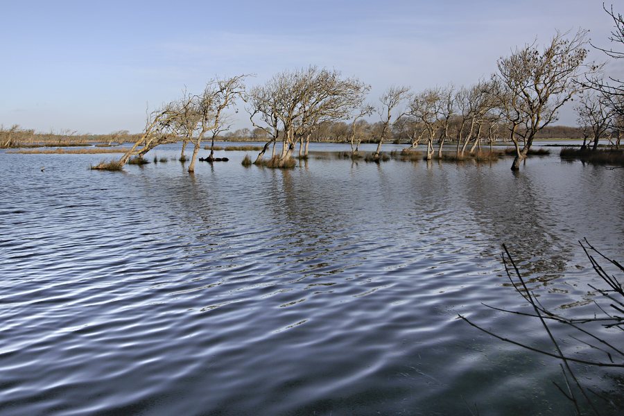 File:Castagneto Carducci - Oasi WWF di Bolgheri.jpg