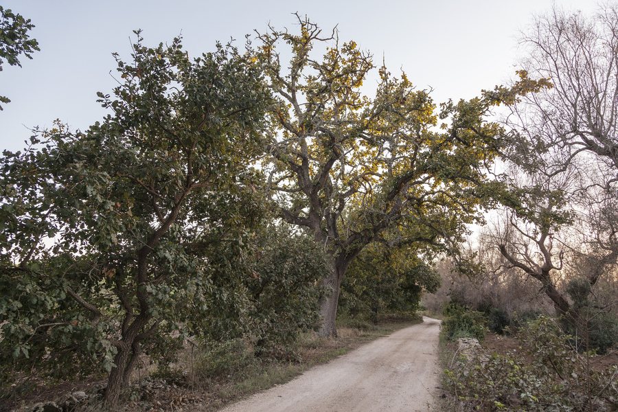 File:Roverella di Scorrano.jpg