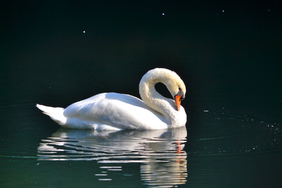 File:Cigno reale (Cygnus olor) - Mute swan, Bareggio, Italia, 08.2018 (2).jpg