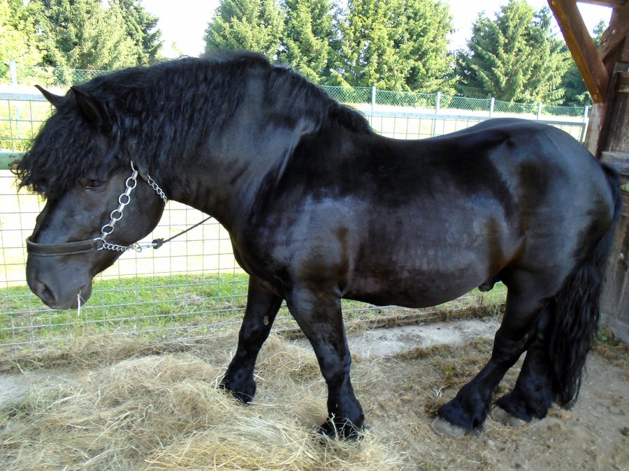 Exhibition of Međimurje horse in Nedelišće