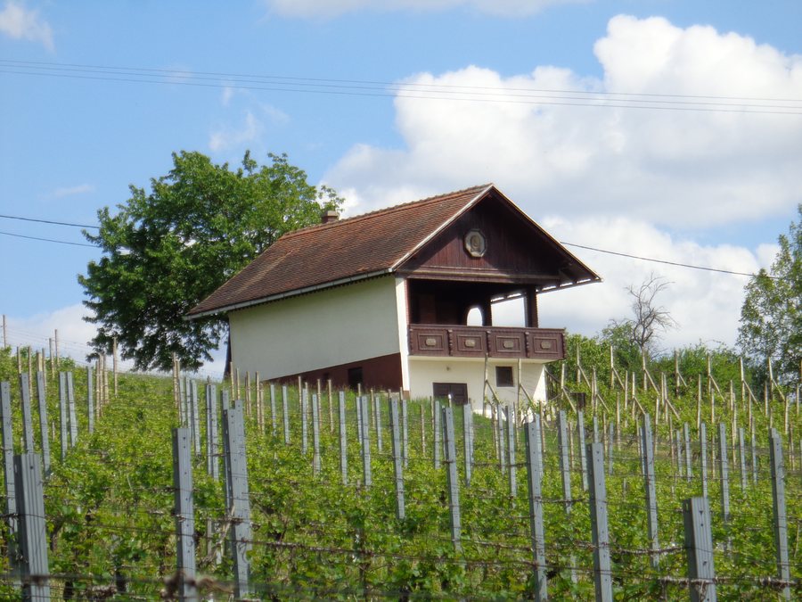 File:Vikendica (Međimurje, Croatia) - vinograd.jpg