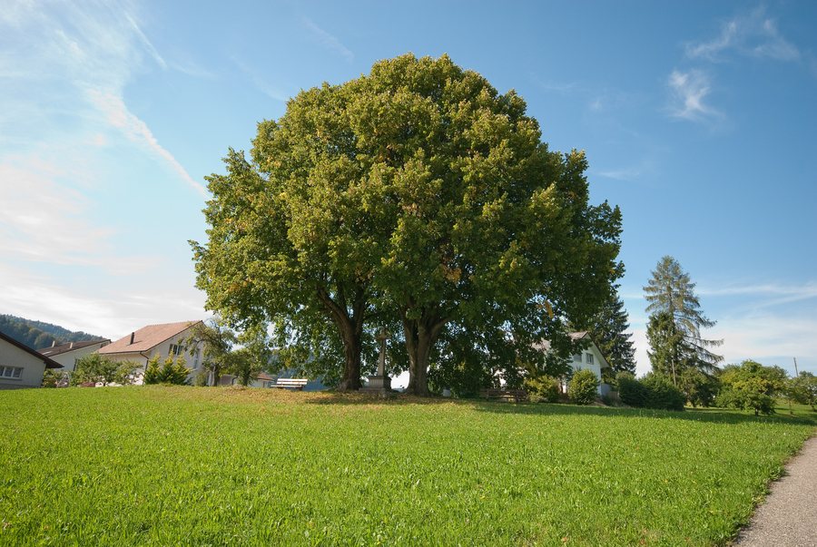 File:Nunningen - panoramio.jpg