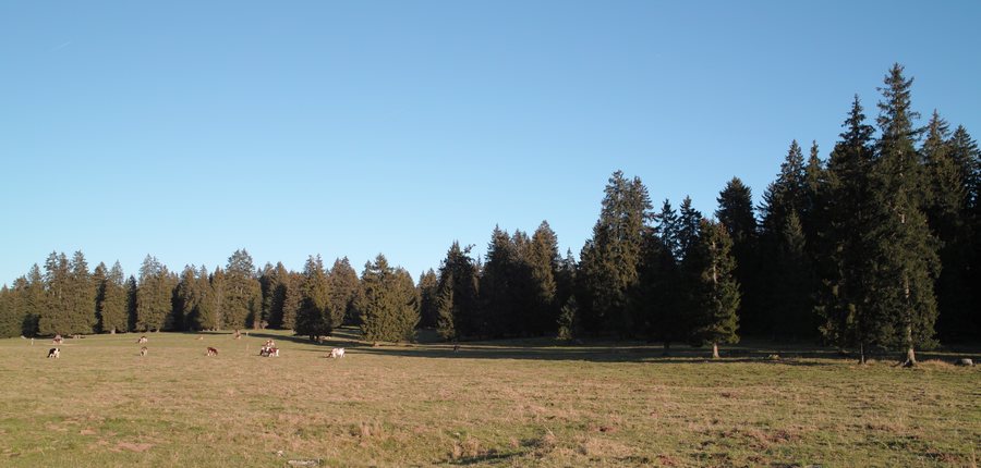 File:Pasture near La Chaux-des-Breuleux 2011.jpg