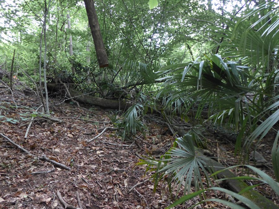 File:Hyperinsubric Forest in Losone Switzerland.jpg