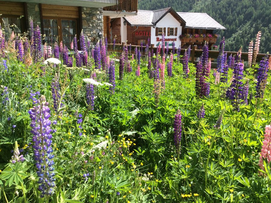 File:Lupinus polyphyllus Arolla CH 2.jpg