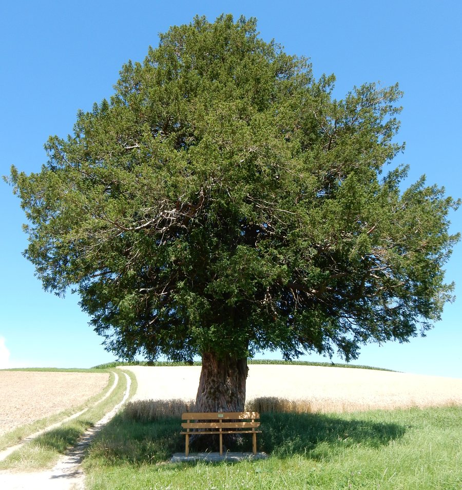 Pummel yew tree in Ueberstorf