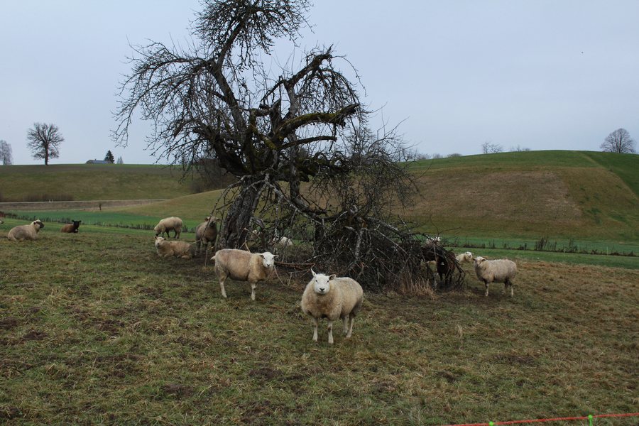 File:Sheep on hill.jpg