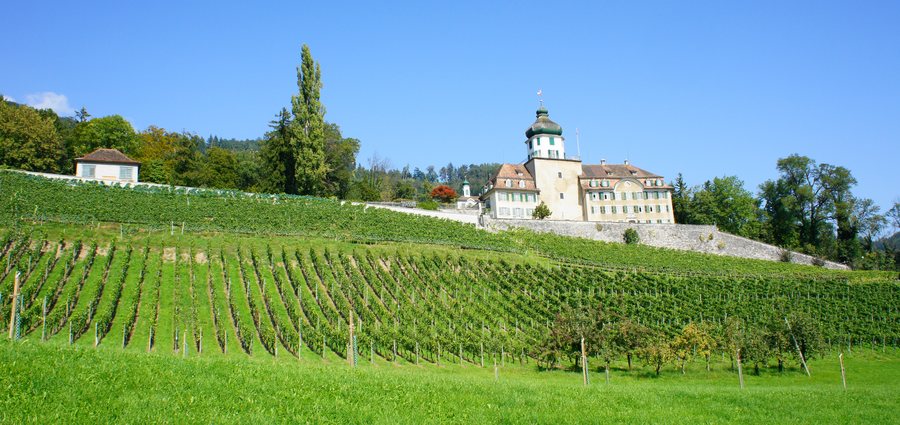 File:Balgach Schloss Grünenstein Reben.JPG