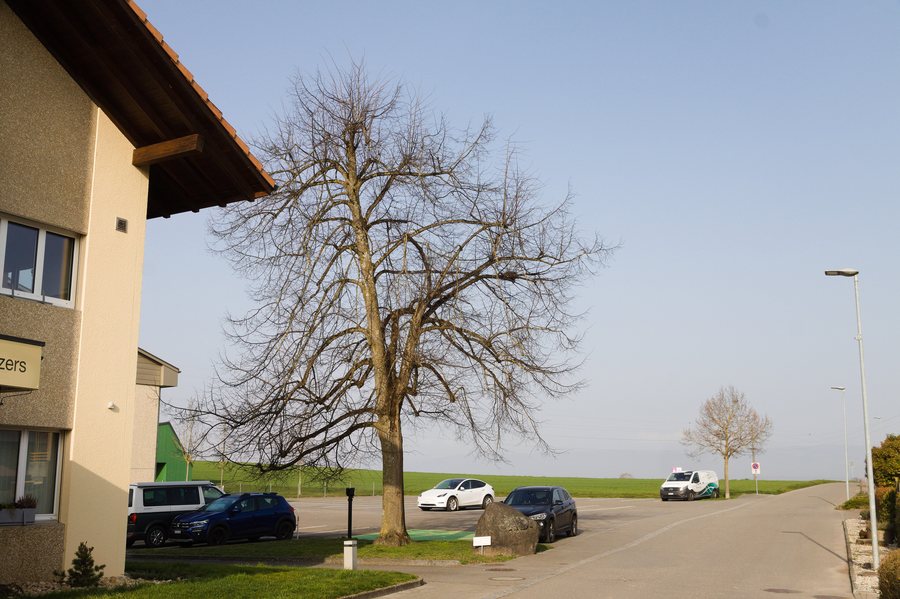 File:Murtenlinde in Ried bei Kerzers, Kanton Freiburg 03.jpg