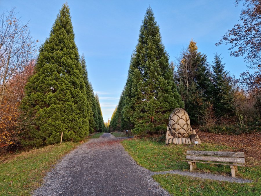 File:Giant Redwood Alley Uitikon 2022-11-26.jpg