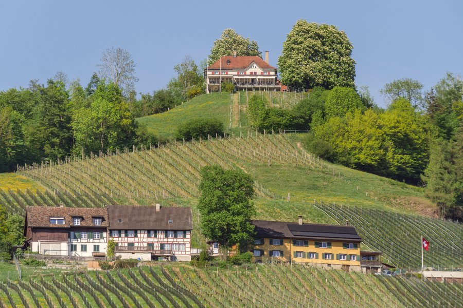 File:Thurberg Weinfelden.jpg