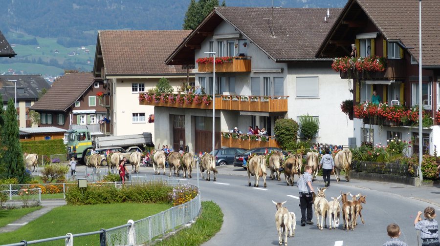 File:Cows and goats are being returned from mountain pastures to winter barns – alpine descent in Kerns.jpg