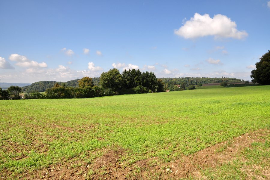 File:Hattlebuck, hallstattzeitliche Grabhügelnekropole in Trüllikon 2011-09-20 13-57-36.JPG