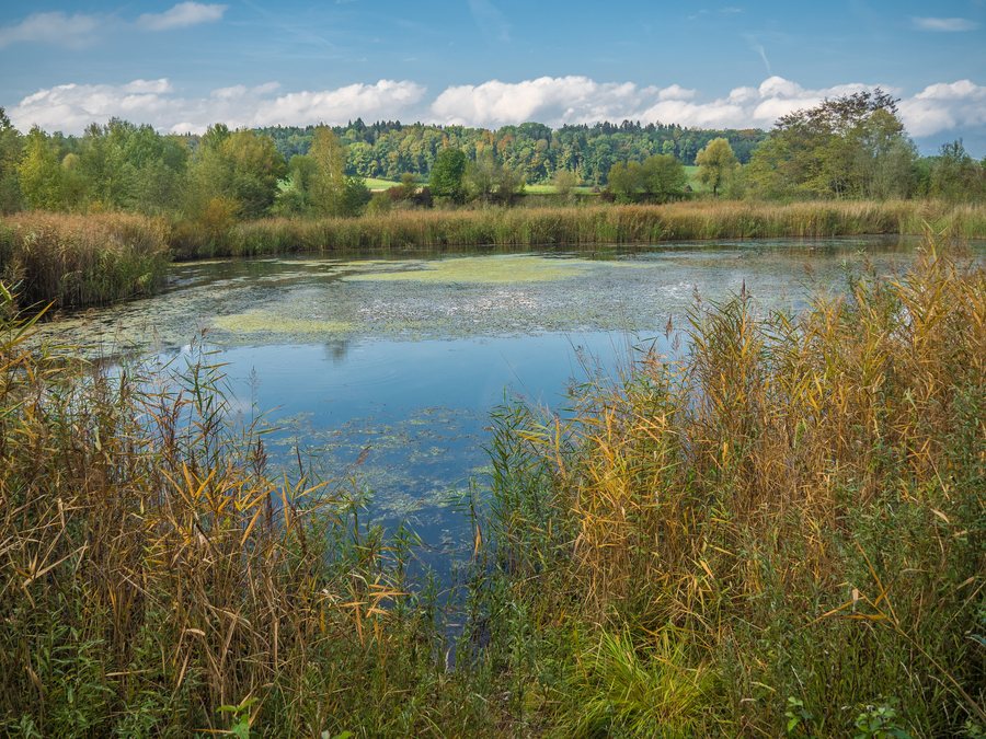 Le Vursis Amphibian Spawning Area, Yvonand