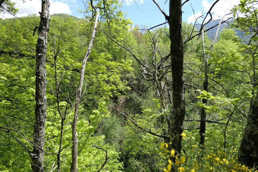 File:Colline forest in Capriasca Switzerland.jpg