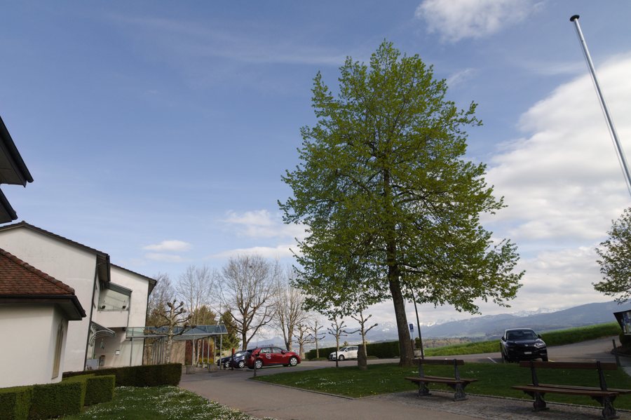File:Tilleul d'Avry 02.jpg