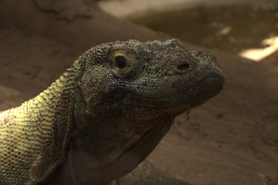 File:Varan de Komodo.jpg