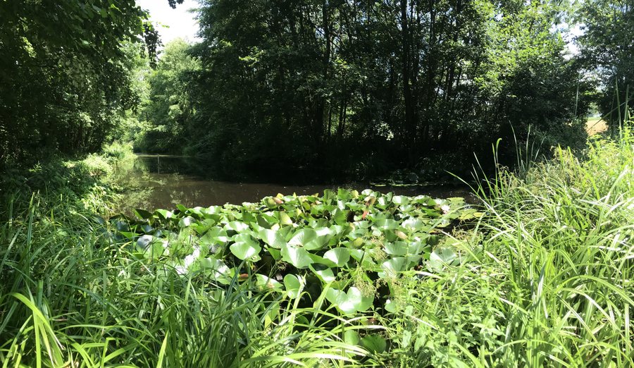 Étang de la réserve naturelle du Bomelet